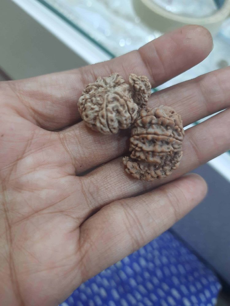 A close-up of Rudraksha beads, essential for meditation and rituals